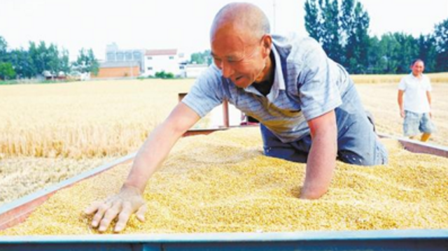 西華百萬(wàn)畝小麥開鐮收割