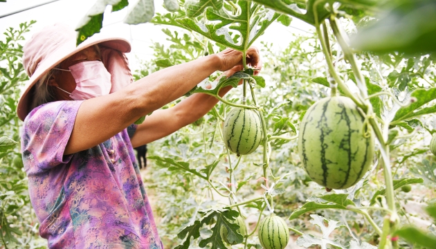 谷雨前后，種瓜點豆