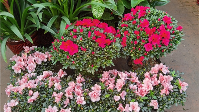 火紅年宵花，美麗過(guò)新年