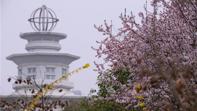 陽春三月，踏青賞花正當時