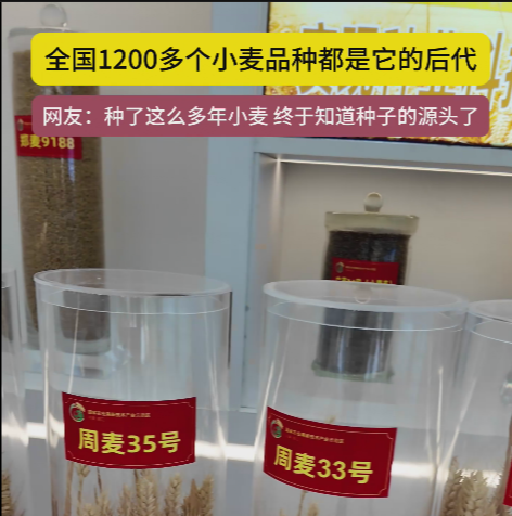 周口國(guó)家農(nóng)高區(qū)展示的種子資源，全國(guó)1200多個(gè)小麥品種都是它的后代!